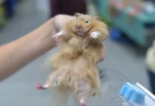 Нижегородская область против бешенства – карантин и безопасность nizhegorodskaya oblast protiv beshenstva karantin i bezopasnost-gazetarf-ru-0