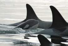 CIRCE обнаружил уникальный язык косаток Испании благодаря Белой Глэдис obnaruzhil unikalnyj yazyk kosatok ispanii blagodarya beloj gledis-gazetarf-ru-0