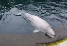 Полигинандрия белух Аляски поддерживает генетическое разнообразие poliginandriya beluh alyaski podderzhivaet geneticheskoe raznoobrazie-gazetarf-ru-0