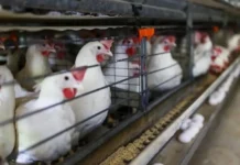 Приморская птица стартует проект репродуктора в ТОР 'Михайловский' primorskaya pticza startuet proekt reproduktora v tor mihajlovskij-gazetarf-ru-0