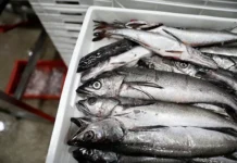 Рыбный Союз сообщил: Беларусь и Китай лидируют на рынке РФ rybnyj soyuz soobshhil belarus i kitaj lidiruyut na rynke rf-gazetarf-ru-0