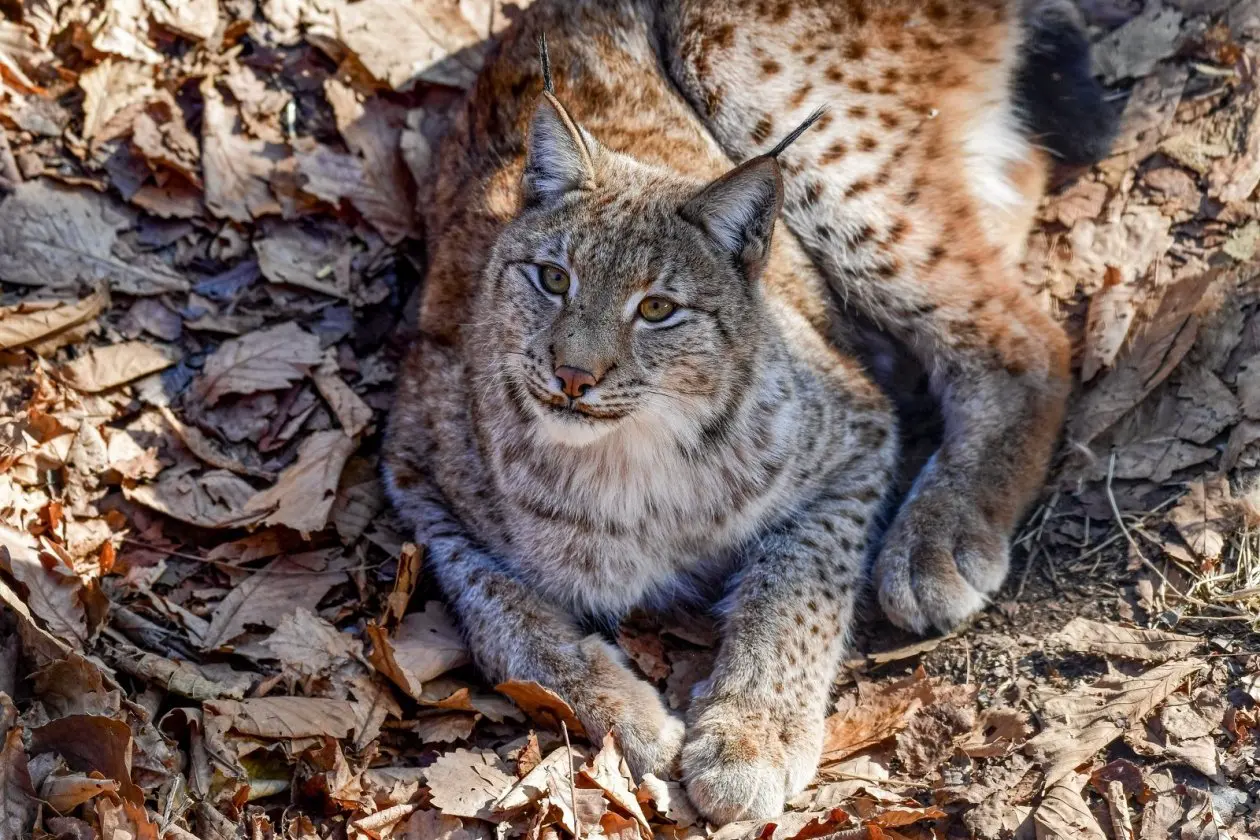 Рысь ИА PrimaMedia