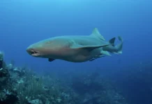 В Испании найдены беременная акула-дракон и находки CEUMA v ispanii najdeny beremennaya akuladrakon i nahodki -gazetarf-ru-0