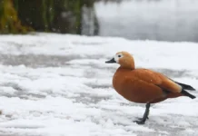 Якутия и Колыма встретили Новый год рекордными морозами по данным Гидрометцентра yakutiya i kolyma vstretili novyj god rekordnymi morozami po dannym gidrometczentra-gazetarf-ru-0