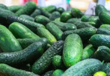 gosduma i fas sovmestno s rosstatom analiziruyut dinamiku czen na ogurczy-gazetarf-ru-0