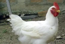 Кверцетин поможет росту бройлеров и здоровому кишечнику kverczetin pomozhet rostu brojlerov i zdorovomu kishechniku-gazetarf-ru-0