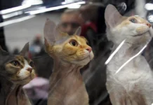 Лучшие собаки и кошки России ждут вас в Гостином дворе luchshie sobaki i koshki rossii zhdut vas v gostinom dvore-gazetarf-ru-0