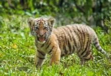 Тигренок заповедника «Земля леопарда» удивил Приморье игрой tigrenok zapovednika zemlya leoparda udivil primore igroj-gazetarf-ru-0