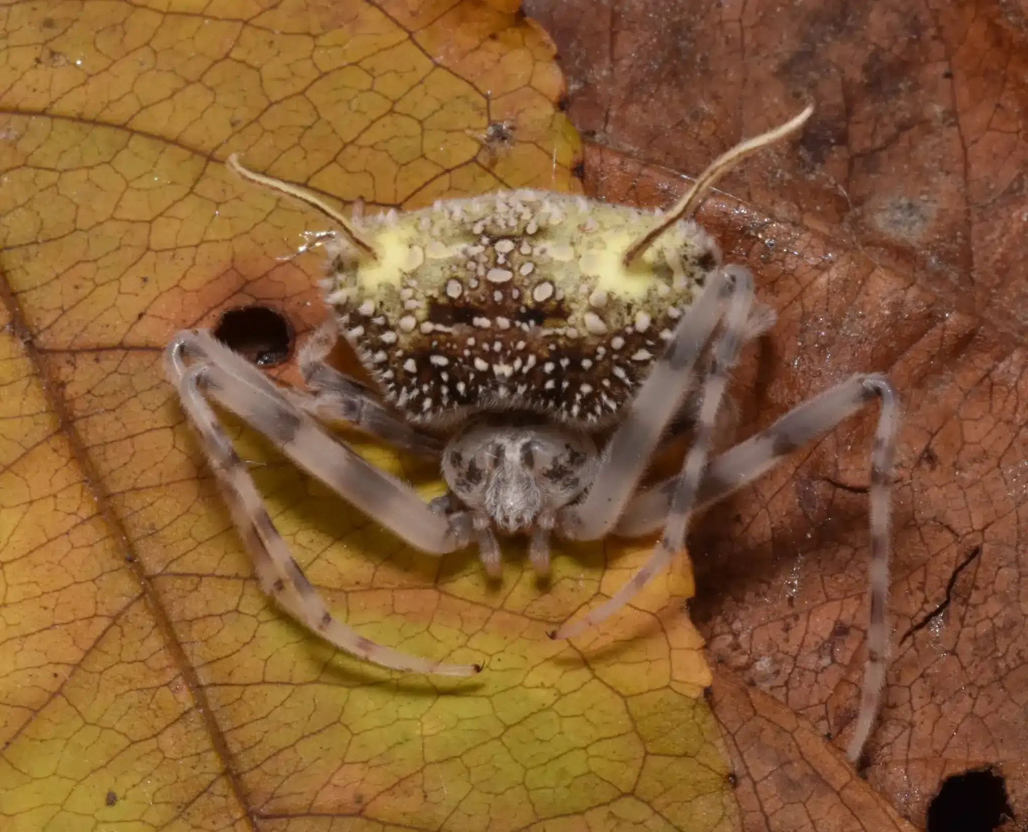 Эквадорский паук имитирует Ophiocordyceps для выживания-0