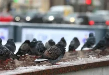 Оптимистичный прогноз и советы дептранса по гололедице в Москве optimistichnyj prognoz i sovety deptransa po gololedicze v moskve-gazetarf-ru-0