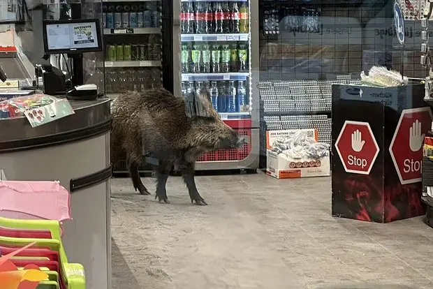 Вводная картинка