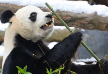 Праздник в Московском зоопарке: Жуи, Диндин, Катюша и Светлана Акулова prazdnik v moskovskom zooparke zhui dindin katyusha i svetlana akulova-gazetarf-ru-0