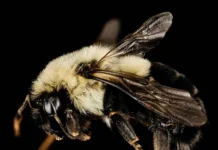 shmelinye korolevy perezhivayut diapauzu otkrytiya uchyonyh guelfa i ottavy-gazetarf-ru-0