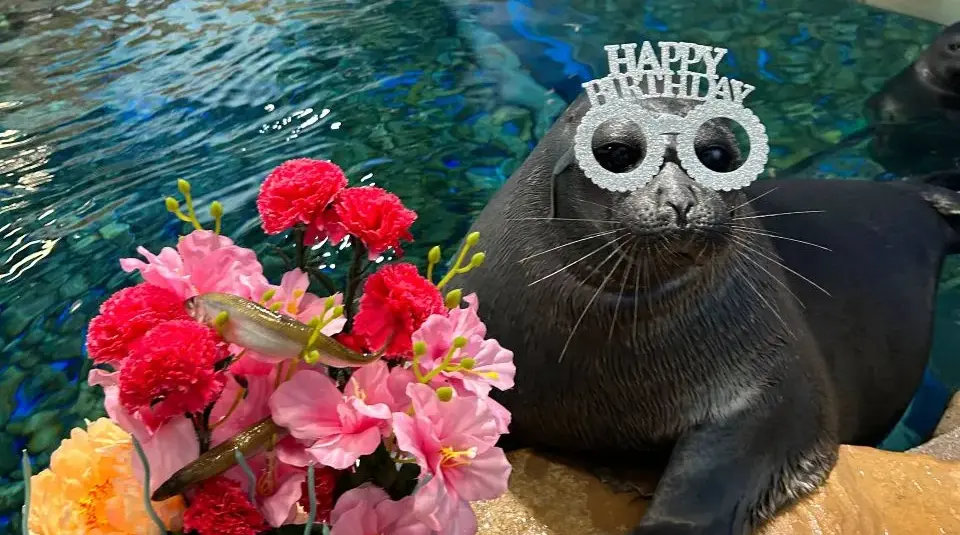 Тучка в модных очках Пресс-служба Приморского океанариума