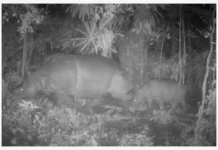 Уджунг-Кулон: уникальные кадры яванского носорога Арум с детенышем udzhungkulon unikalnye kadry yavanskogo nosoroga arum s detenyshem-gazetarf-ru-0