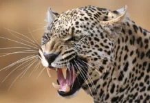 В Индии леопард напал на младенца, но жители деревни спасли ребенка v indii leopard napal na mladencza no zhiteli derevni spasli rebenka-gazetarf-ru-0