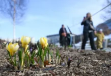 Весеннее потепление радует жителей Мурманской и Архангельской области vesennee poteplenie raduet zhitelej murmanskoj i arhangelskoj oblasti-gazetarf-ru-0