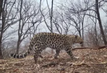 Дальневосточный леопард отметил границы в парке "Земля леопарда" dalnevostochnyj leopard otmetil graniczy v parke zemlya leoparda-gazetarf-ru-0