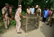 kamal bisht vstretil tigrov v bhimtale  istoriya zhitelya uttarakhanda-gazetarf-ru-0