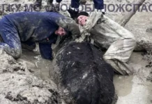 Корова спасена Мособлпожспасом из ямы с жижей в деревне Тутыхино korova spasena mosoblpozhspasom iz yamy s zhizhej v derevne tutyhino-gazetarf-ru-0