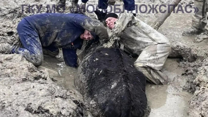 Спасатели вытащили корову из ямы с жижей в Подмосковье
