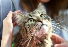 Кот Барсик обрел заботливый дом и новости о вине для кошек и собак kot barsik obrel zabotlivyj dom i novosti o vine dlya koshek i sobak-gazetarf-ru-0