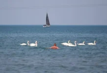 savelev i ator ob anape czeny ne snizyatsya kurort lider-gazetarf-ru-0