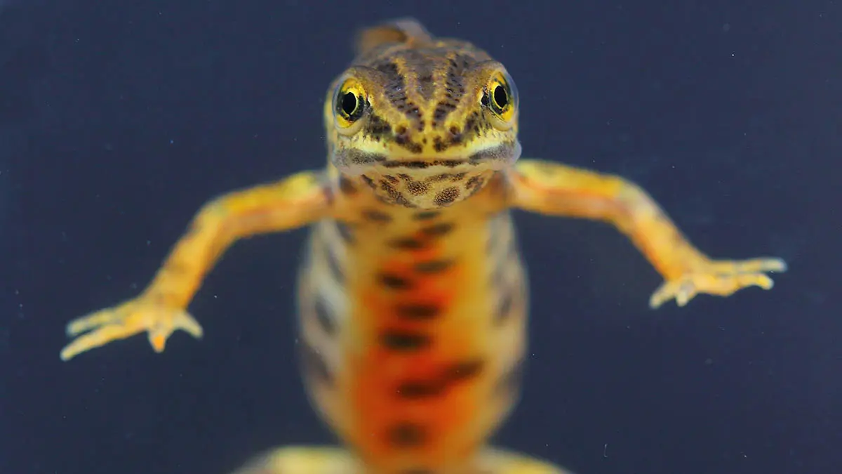 Жители Нижегородской области обнаружили в подвале дома странное существо