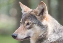 Волк из Саратовской области сбежал в Южной Корее — хорошие новости из O-World volk iz saratovskoj oblasti sbezhal v yuzhnoj koree horoshie novosti iz -gazetarf-ru-0