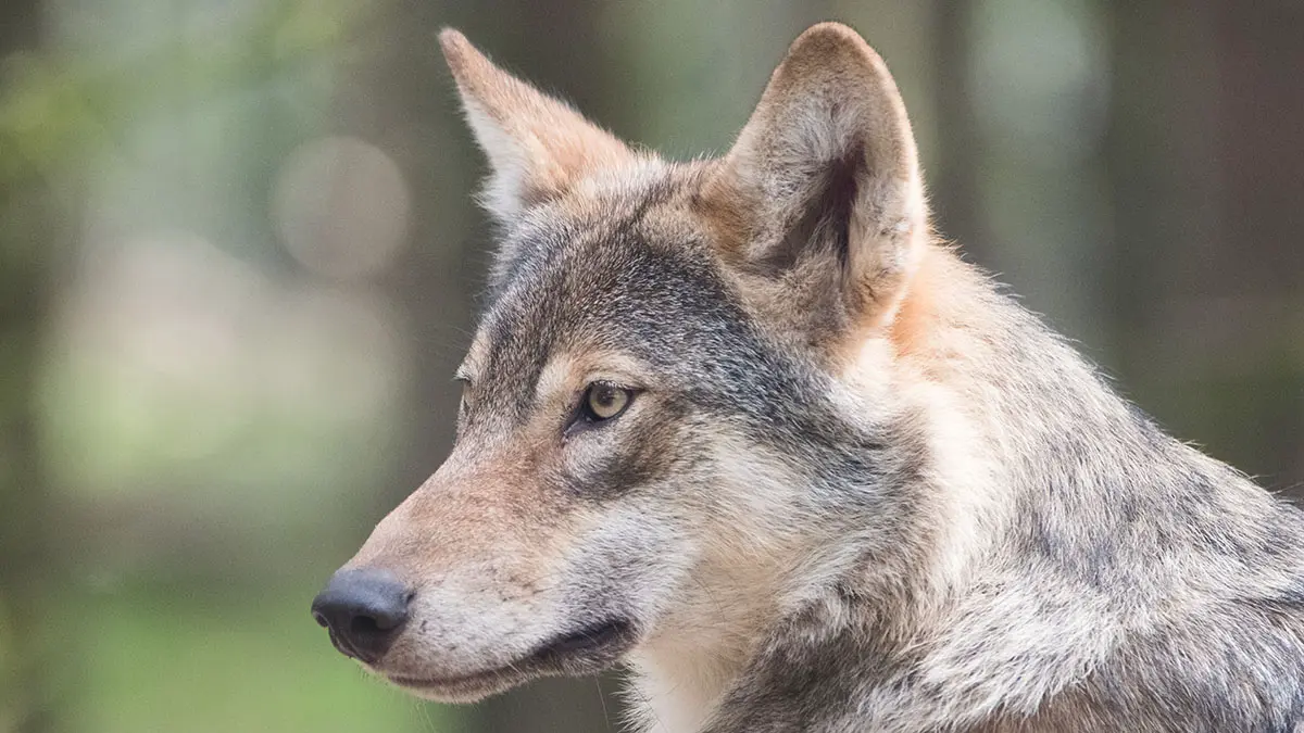 Саратовский волк сделал подкоп и сбежал из зоопарка в Южной Корее