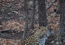 leopard  347 poziroval turistam v naczionalnom parke-gazetarf-ru-0