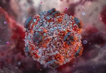 rospotrebnadzor oczenil risk peredachi hantavirusa mezhdu lyudmi-gazetarf-ru-0