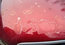 Вадим Стрельбицкий из Авилон Kia раскрыл причины вздутия ЛКП авто vadim strelbiczkij iz avilon raskryl prichiny vzdutiya lkp avto-gazetarf-ru-0