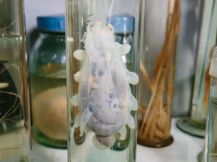 scientificrussia.ru
