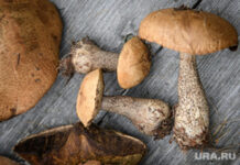 Конфликт грибников в Ленобласти: неожиданный поворот лесной прогулки 9d80f9fb-6a59-4790-9629-e95fa009127b-674b9cf2