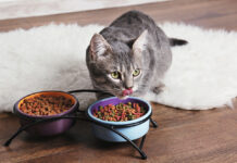 Удивительная способность кошек понимать человеческую речь Cute cat eating on floor at home