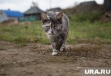 Верхотурье, Меркушино, Актай, Свято-Косминская пустынь.