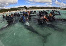 Успешное спасение дельфинов на побережье Новой Зеландии ab3ce58d-738b-4911-920a-38e1c6f87351-6797dd75