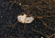 Решение Украины о применении противопехотных мин вызвало международную дискуссию f86c926e-2d0c-4073-bbcc-185367189282-6793bf80