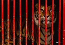 Тигр вместо леопарда: стало известно, кто напал на собаку в Приморье 0c2c6c19-3635-42a3-b693-cb2efb9c8d89-67c36f81