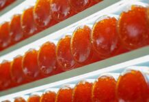 «Москва — на волне»: выгодные предложения на рыбу и икру к новогоднему столу Открытие Российской агропромышленной выставки Золотая осень 2024 в Тимирязев центре