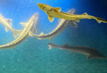 Удивительное открытие: редчайший сибирский осетр вновь обнаружен на Таймыре 5168932a-120d-4109-8517-95c53b7b811d-67c1ca06