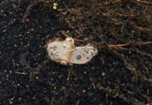 Финляндия пересматривает свою позицию по противопехотным минам 698d3e03-824f-4630-b455-a1e9aab59eaa-67b04923