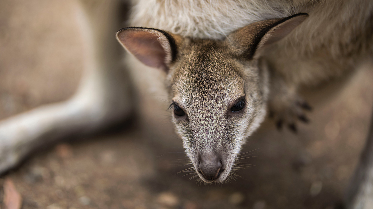 Стала известна судьба похищенных карликом кенгурят