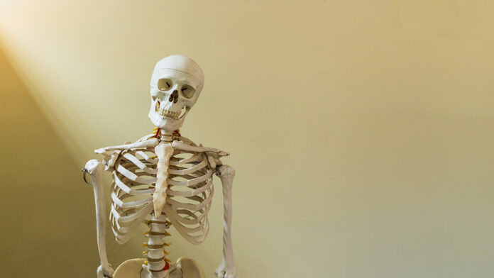 HalfBodyOfHumanSkeletonModelInAnatomyOrOrthopedic