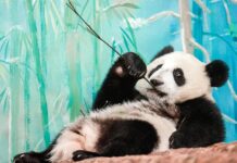 Московский зоопарк раскрыл рейтинг популярности животных в онлайн-трансляциях f2f351e2-e866-4236-88d5-4ac6d4e0946c-67a64728