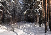 Успешная защита лесов Свердловской области показала отличные результаты 18347da4-2ac8-4f90-908f-d5a7a499427e-67ebe1eb
