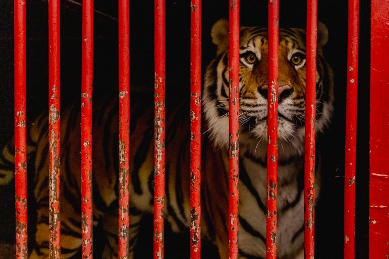 Количество браконьеров в Приморье может возрасти Мария Смитюк, ИА PrimaMedia.ru