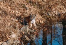 Взаимодействие человека и амурского тигра можно сделать безопасным 231c4b49-8132-4c22-9005-6ea733d0115f-67e8311c