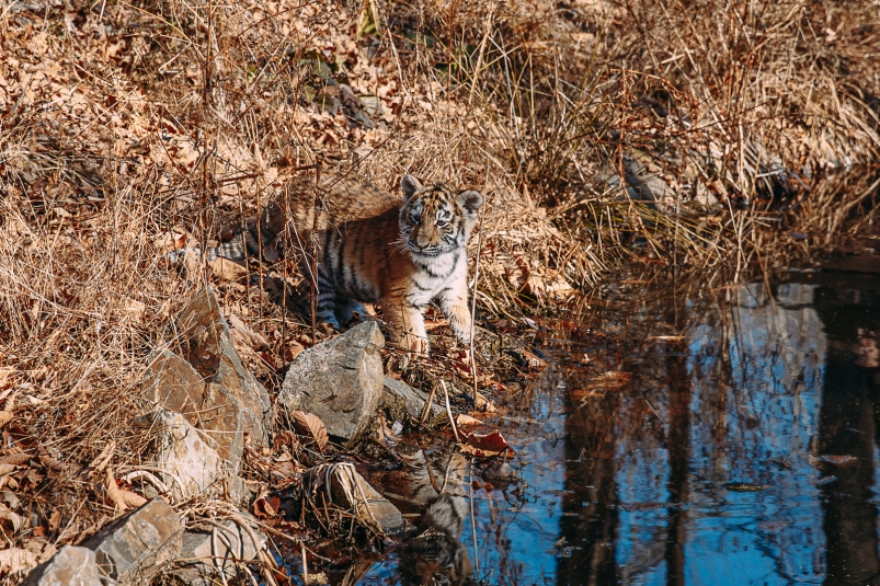 Не все тигры выходят к людям из-за недостатка кормовой базы Мария Смитюк, ИА PrimaMedia